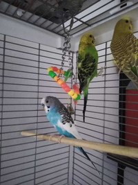URGENT 3 budgies, cage, and supplies
