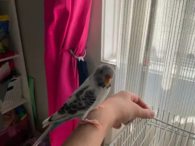 Turquoise Budgie for sale!!, View more