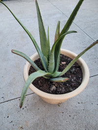 Aloe vera plants