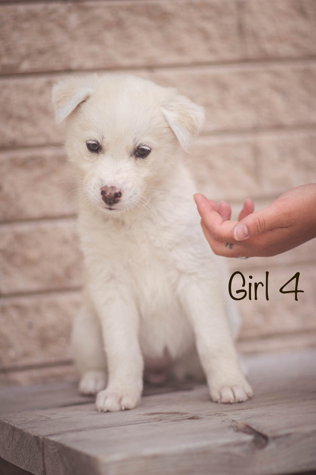 READY TO GO! Husky+Great Pyrenees puppies in Dogs & Puppies for Rehoming in Winnipeg - Image 2