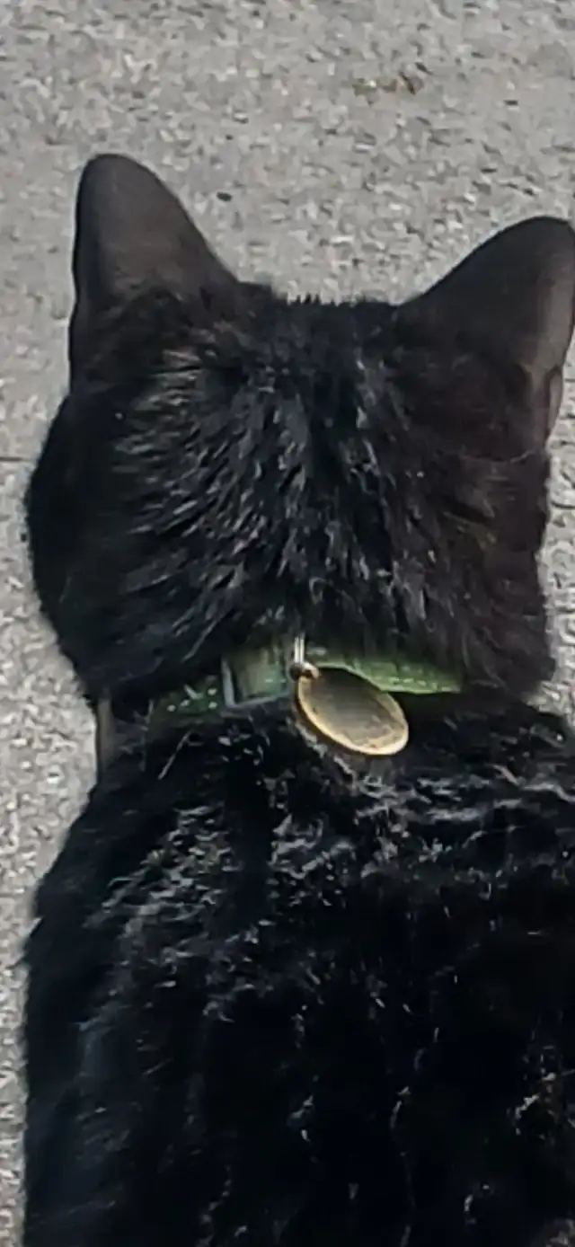 Lost black cat Found433897187857541121