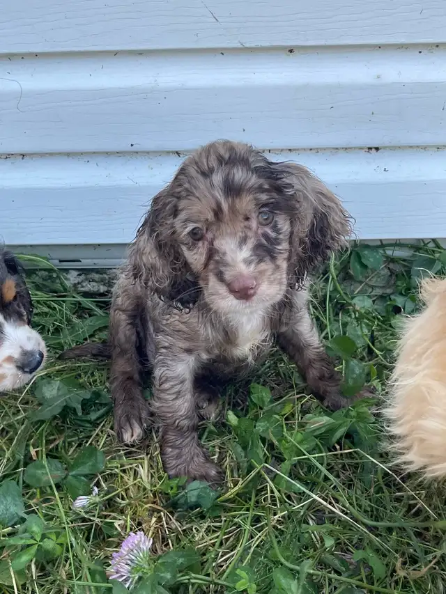 chiot cocker et springer in Dogs & Puppies for Rehoming in Saint-Hyacinthe - Image 3