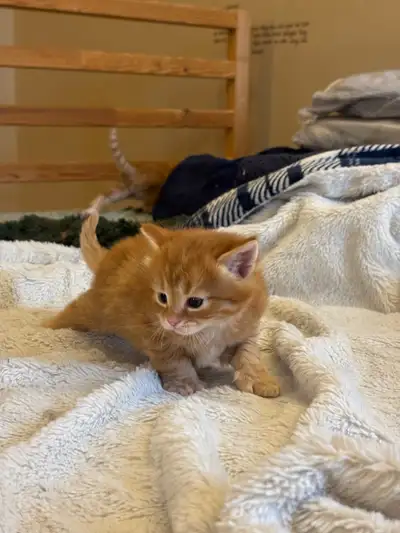 Adoooorable kittens looking for her new family!!!! Their dad is mostly Maine Coon, mama is a tabby....