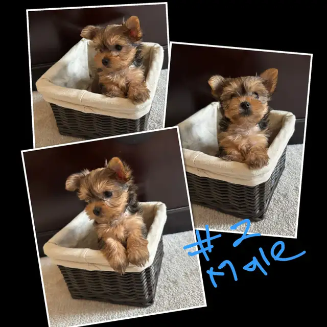 Cute Puppies ready for their forever home in Dogs & Puppies for Rehoming in Oakville / Halton Region - Image 5