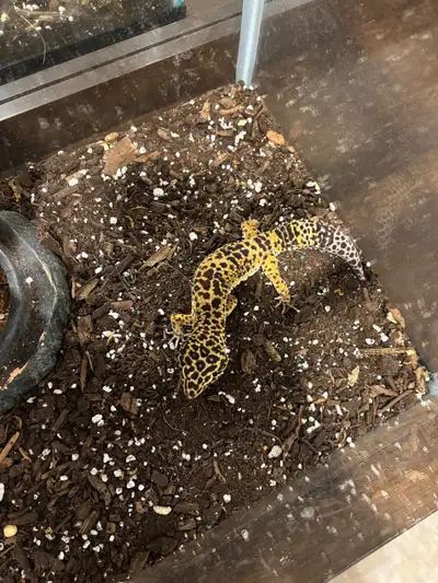 Lezard Gecko Male 2 ans avec terrarium, View more