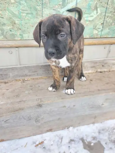 3 puppies available, 1 fem,Brindle Color,1 fem brown/tan mix ,1 male Brindle St. Collie Corso mix (1...