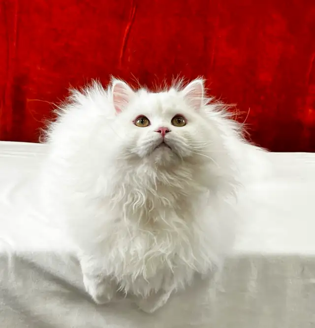 Pedigree Hypoelergenic Siberian Kittens