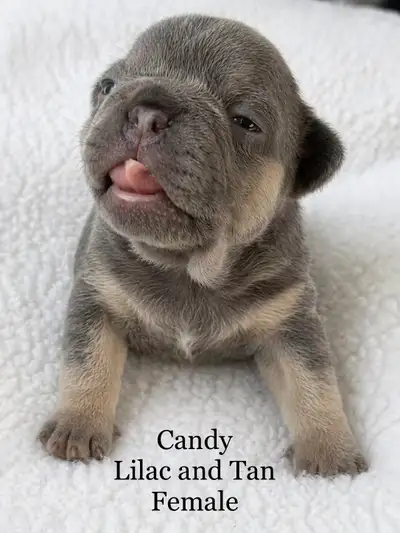 CKC French Bulldog Puppies, View more