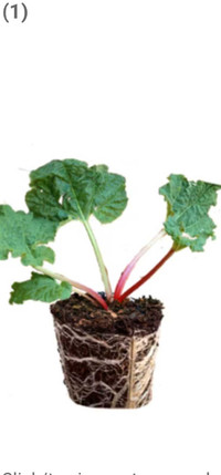  ruhbarb or raspberry plant.