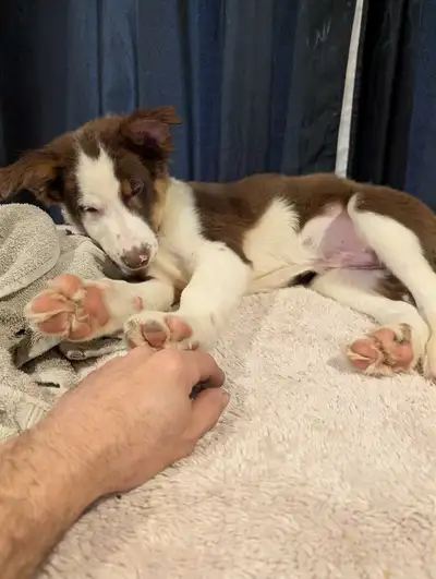 aussi x border Collie, View more