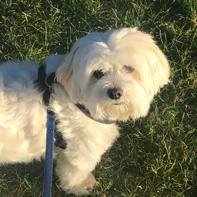 Hello there! I'm Nyla, a dedicated dog walker living in Windsor. I have been walking dogs for 5 year...