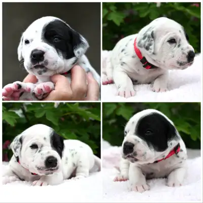 Les chiots sont nées le 7 mai et on accepte encore des dépôts. La mère de nomme Penny, elle viens de...
