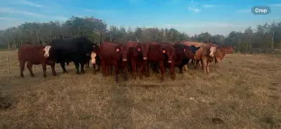 Hi i have 28 simental cross angus bred heifers bull exposed to them on june 1st to a red angus and a...