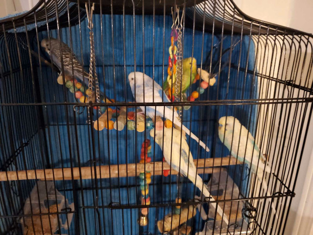 Cage for sale with 5 hand trained budgies in Birds for Rehoming in City of Toronto - Image 2