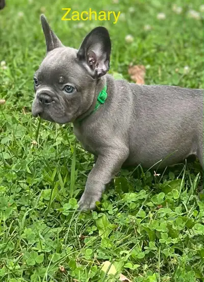 bouldogue français Frenchie, View more