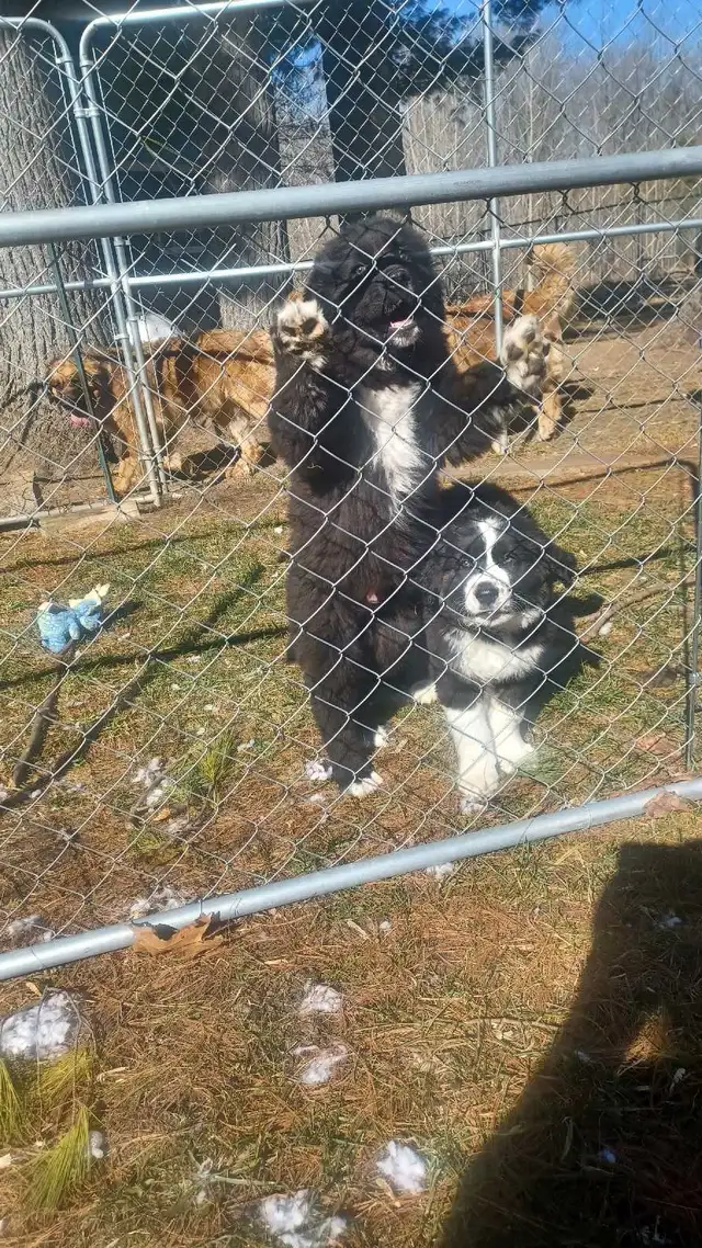 Large breed puppies NEW PRICE in Dogs & Puppies for Rehoming in Norfolk County - Image 8