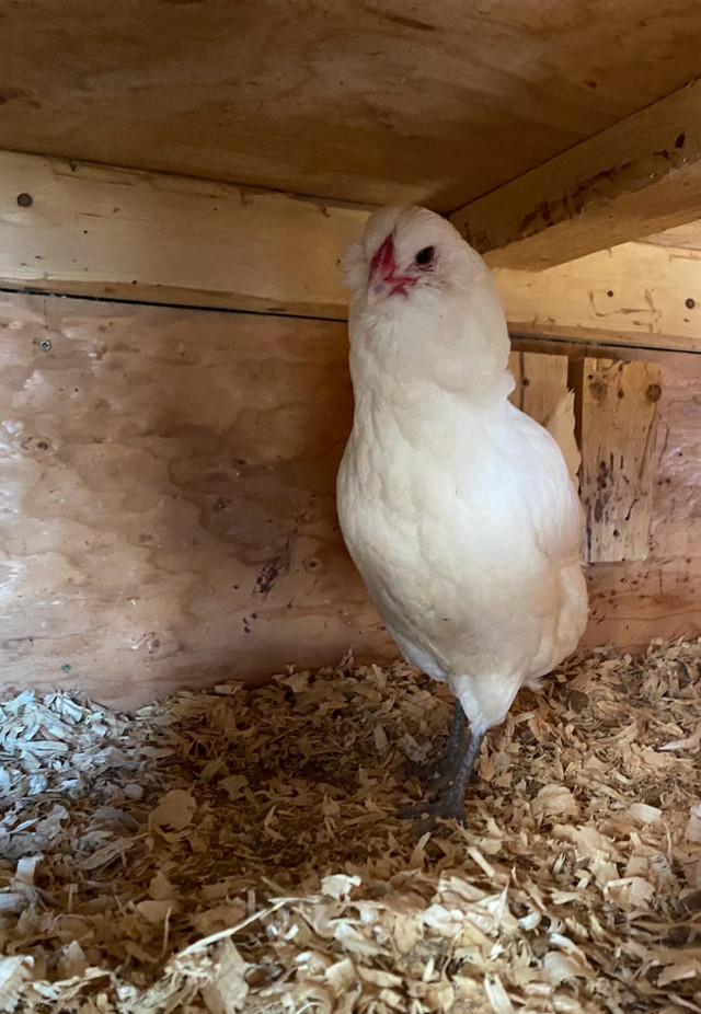 SPRING 2024 chicks and hatching eggs in Livestock in Summerside