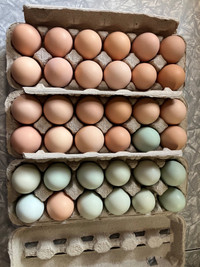 Large brown eggs for sale