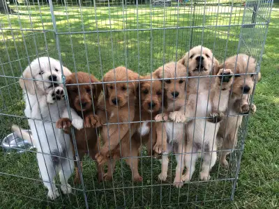 Labradoodle Puppies, View more