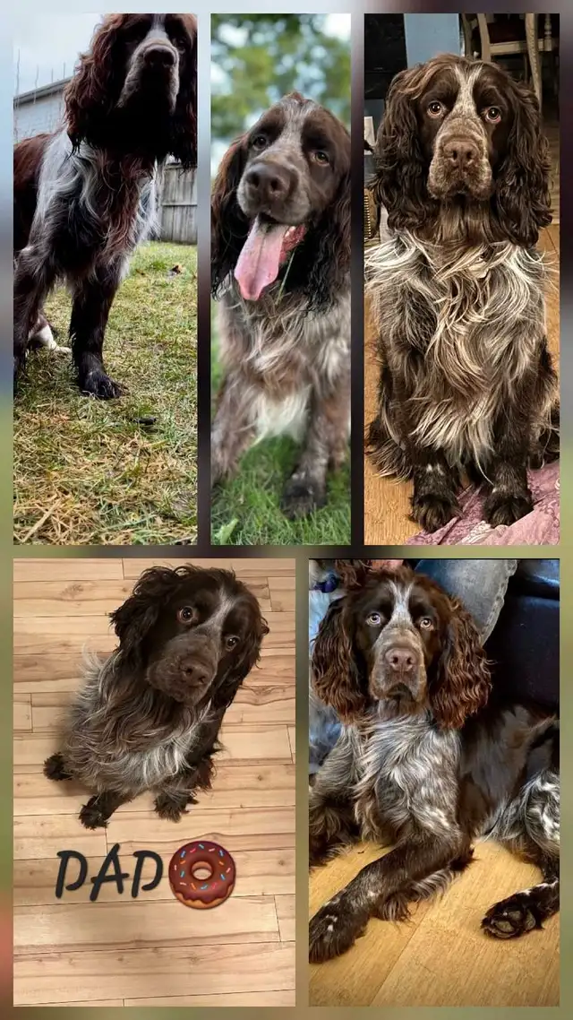 Springer spaniel puppies! The perfect family dogs❤️ in Dogs & Puppies for Rehoming in Hamilton - Image 10