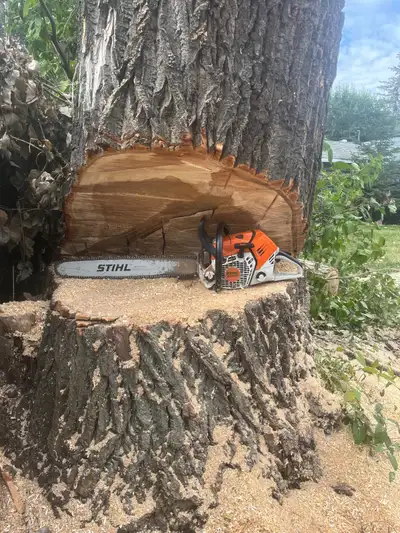 FAMILY TREE SERVICE  306-230-6910, View more