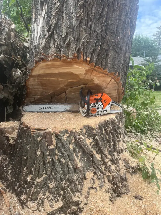 FAMILY TREE SERVICE  306-230-6910 in Snow Removal & Property Maintenance in Saskatoon - Image 2