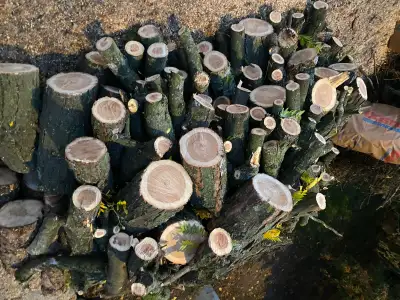 free firewood nicely cut. see pictures!, View more