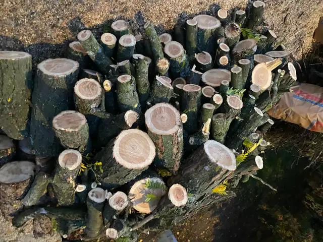 free firewood nicely cut. see pictures! in Free Stuff in City of Toronto - Image 2