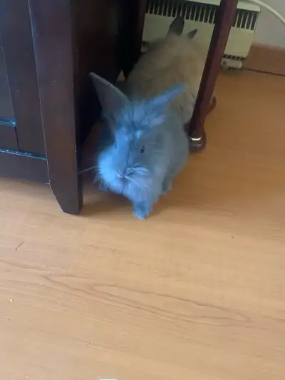 bunnies looking for new home, View more