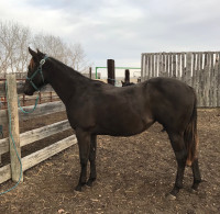 2 Year Old AQHA Filly CBHI SUPER STAKES