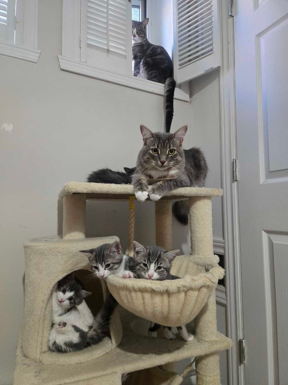 Kittens for rehoming | Cats & Kittens for Rehoming | City of Montréal ...