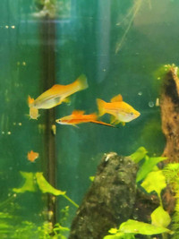 Neon swordtails