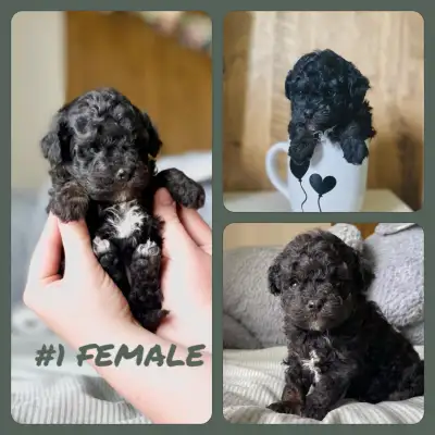 READY FOR THEIR NEW HOMES! They are weaned and are eating solid food Two adorable purebred tiny toy...