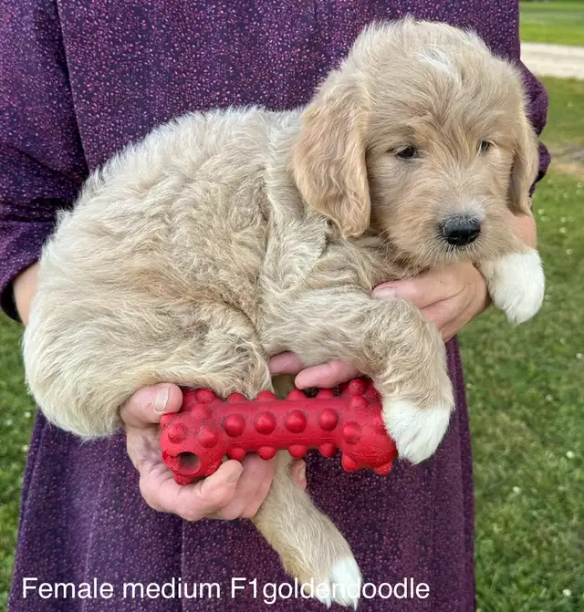 ❤️Mini and small / medium goldendoodles and cockapoos in Dogs & Puppies for Rehoming in Hamilton - Image 5