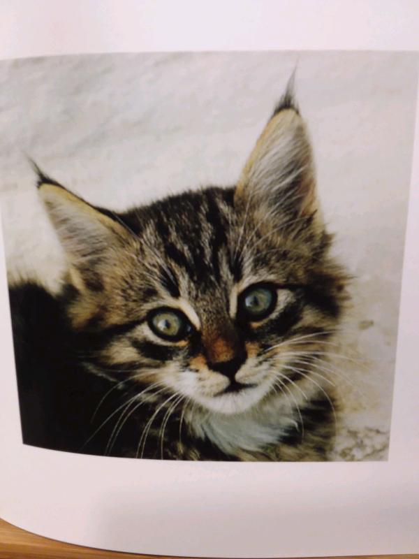 LIVRE LES CHATONS DES ÎLES GRECQUES in Accessories in Lanaudière - Image 4