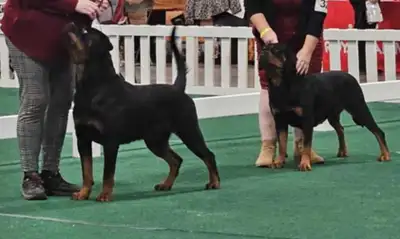 CKC Reg'd Rottweiler Puppies, View more
