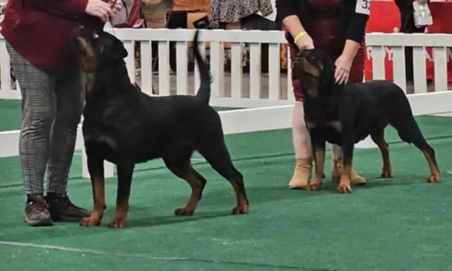 CKC Reg'd Rottweiler Puppies in Dogs & Puppies for Rehoming in Brantford - Image 2