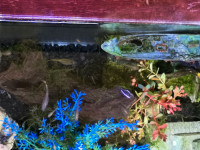 Guppies and Fish Tank with Gravel, Stone, Shell, Decor, Moss