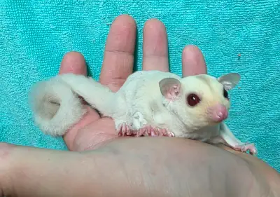 SALE:::::Creamino baby male sugar gliders, View more