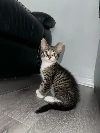 2 Adorable Kittens Looking for a Forever Home – $150 Each, View more