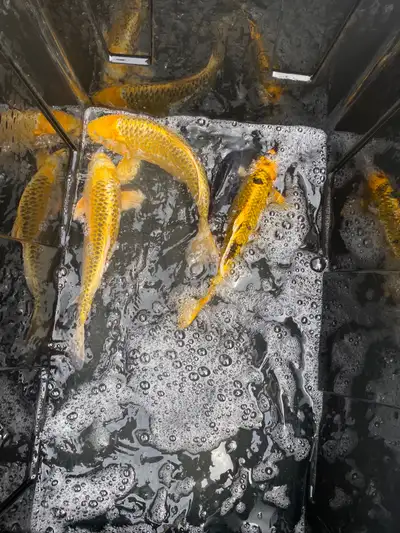 Koi fish, View more