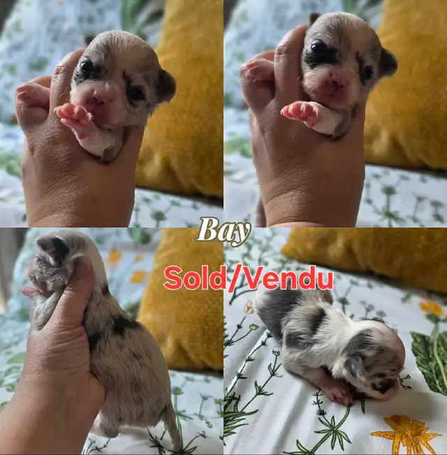LongCoat Tiny Chihuahua puppies in Dogs & Puppies for Rehoming in Ottawa - Image 7