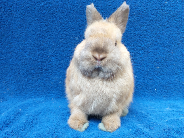 EXTRAORDINARY Netherland dwarf,Holland lop,lionhead bunny rabbit in Small Animals for Rehoming in Ottawa - Image 4