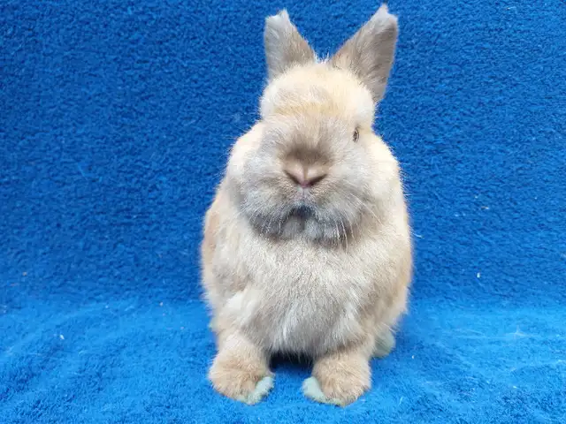 EXTRAORDINARY Netherland dwarf,Holland lop,lionhead bunny rabbit in Small Animals for Rehoming in Ottawa - Image 6