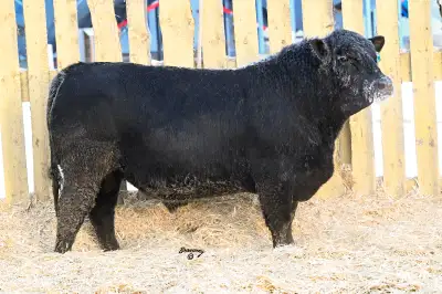 Good footed solid bulls for sale. Hiefer bulls or cow bulls. These are bulls we were going to use in...