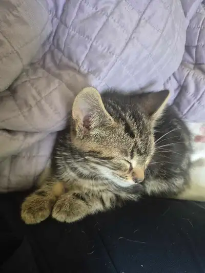 3/4 baby bengals calm, View more