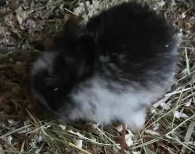 Netherland dwarf bunnies., View more