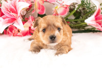 ❤️ Morkie Puppies ❤️ Financing Options Available ❤️