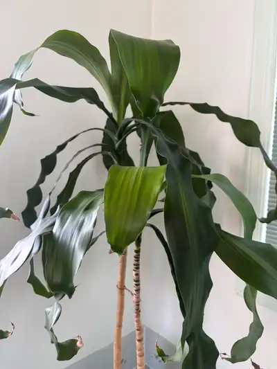 Green indoor Plant , View more