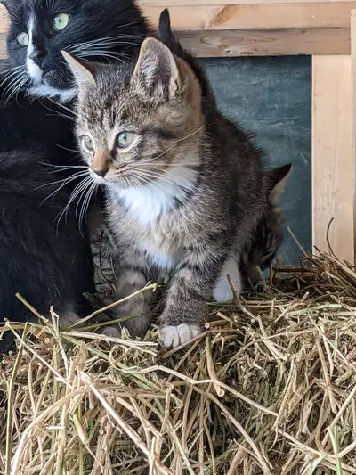 Kittens looking for new homes, View more